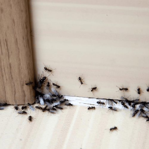 traitement contre les fourmis Ploërmel